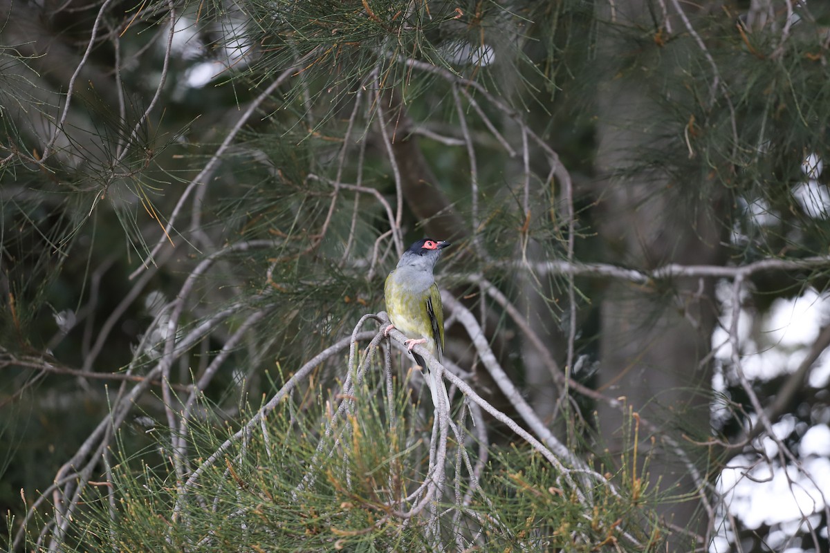 Australasian Figbird - ML646011262