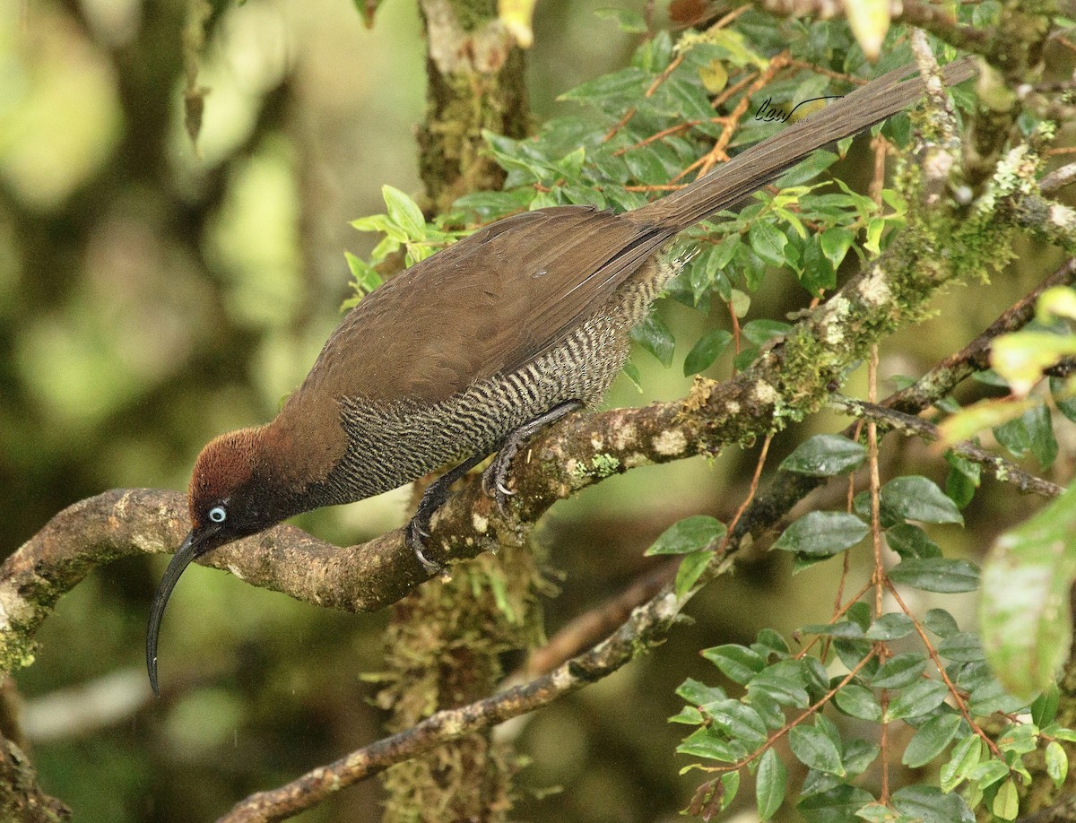 Brown Sicklebill - ML646011264