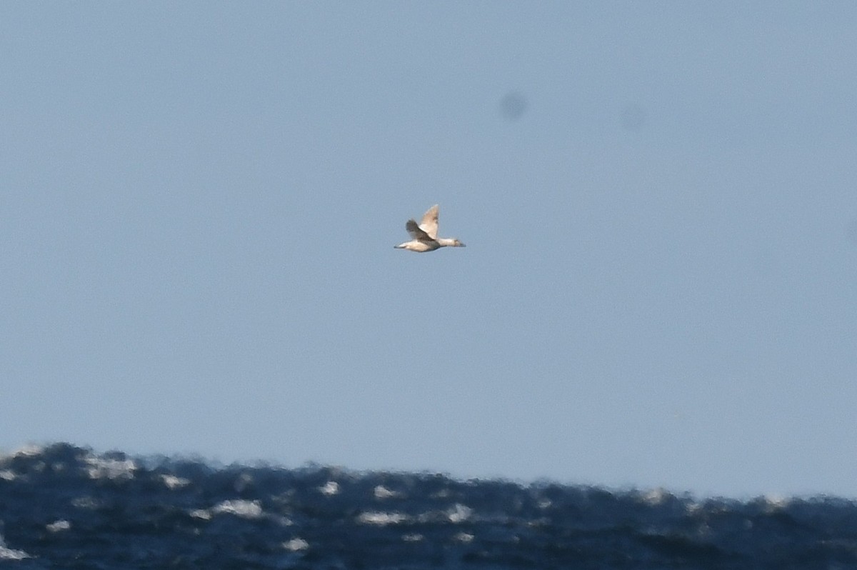 アメリカビロードキンクロ - ML646011265