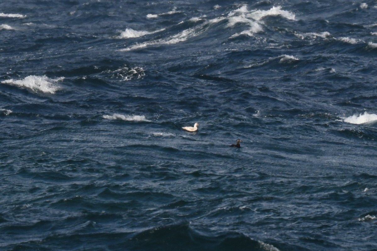 アメリカビロードキンクロ - ML646011266