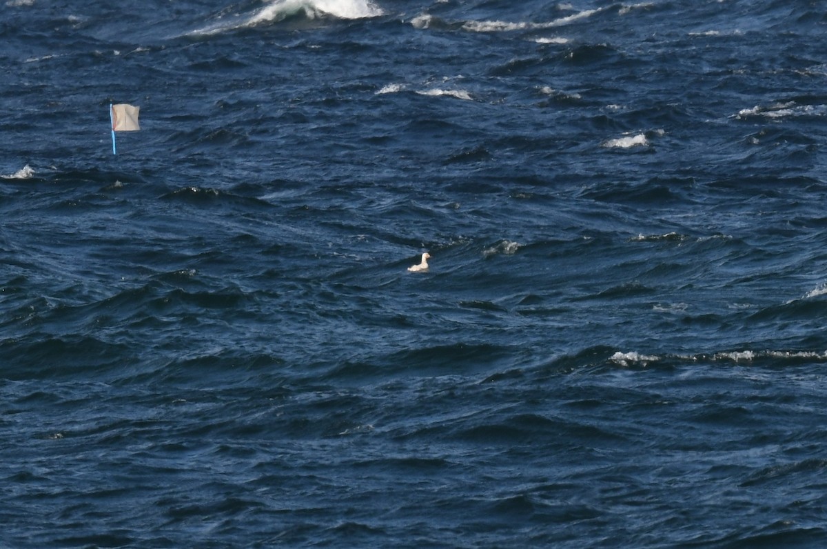 アメリカビロードキンクロ - ML646011267