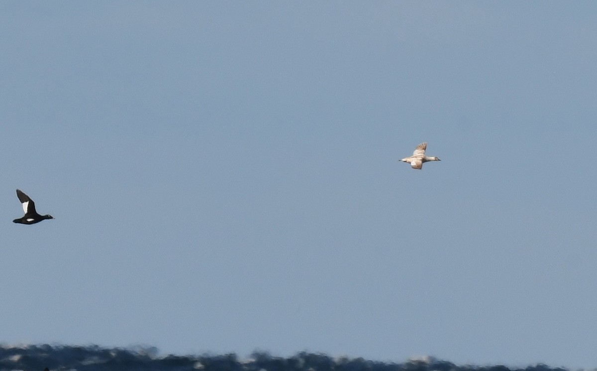 アメリカビロードキンクロ - ML646011268