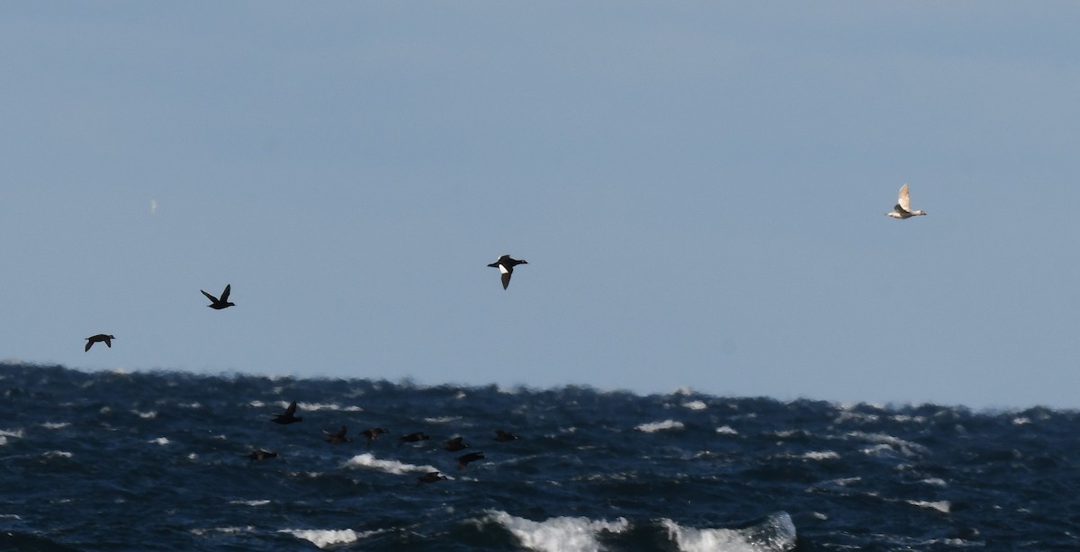 アメリカビロードキンクロ - ML646011269