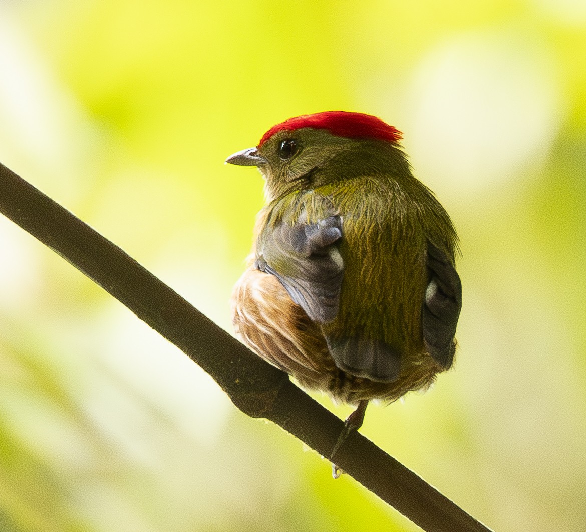 Striolated Manakin - ML646011271