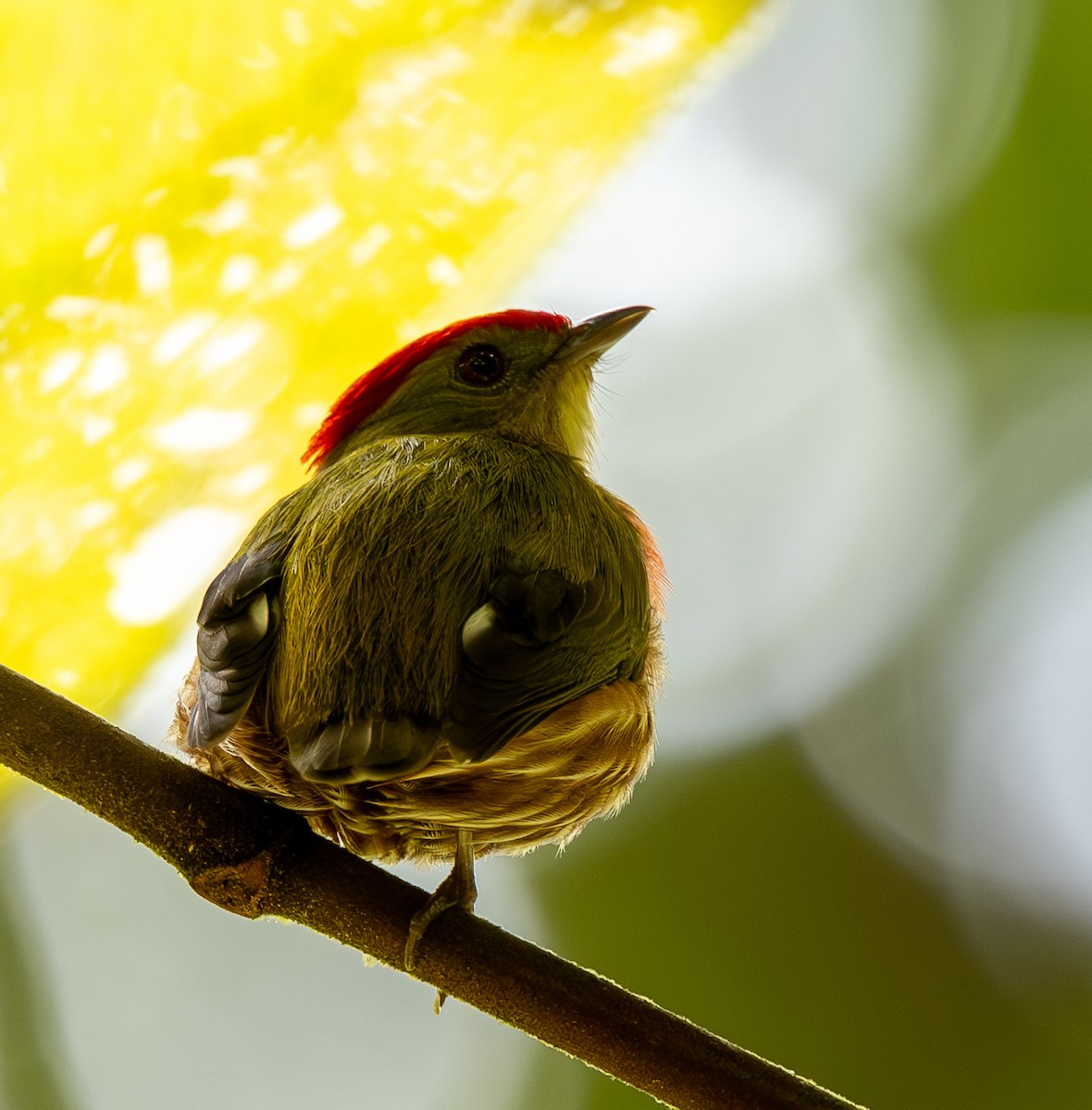 Striolated Manakin - ML646011272
