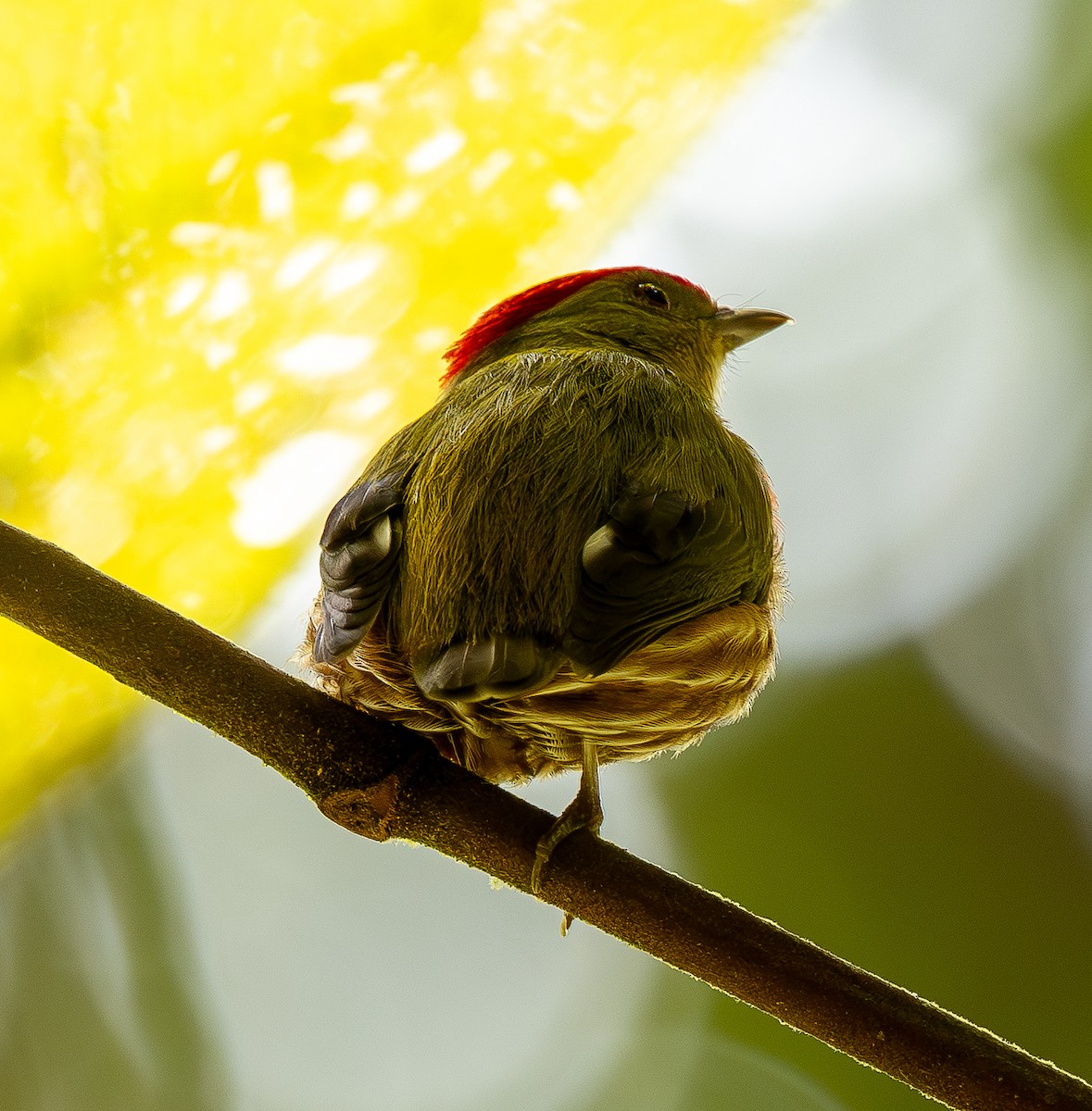 Striolated Manakin - ML646011273