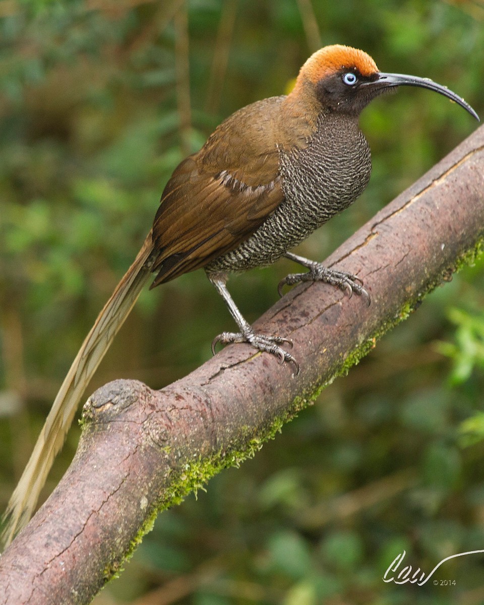Brown Sicklebill - ML646011274