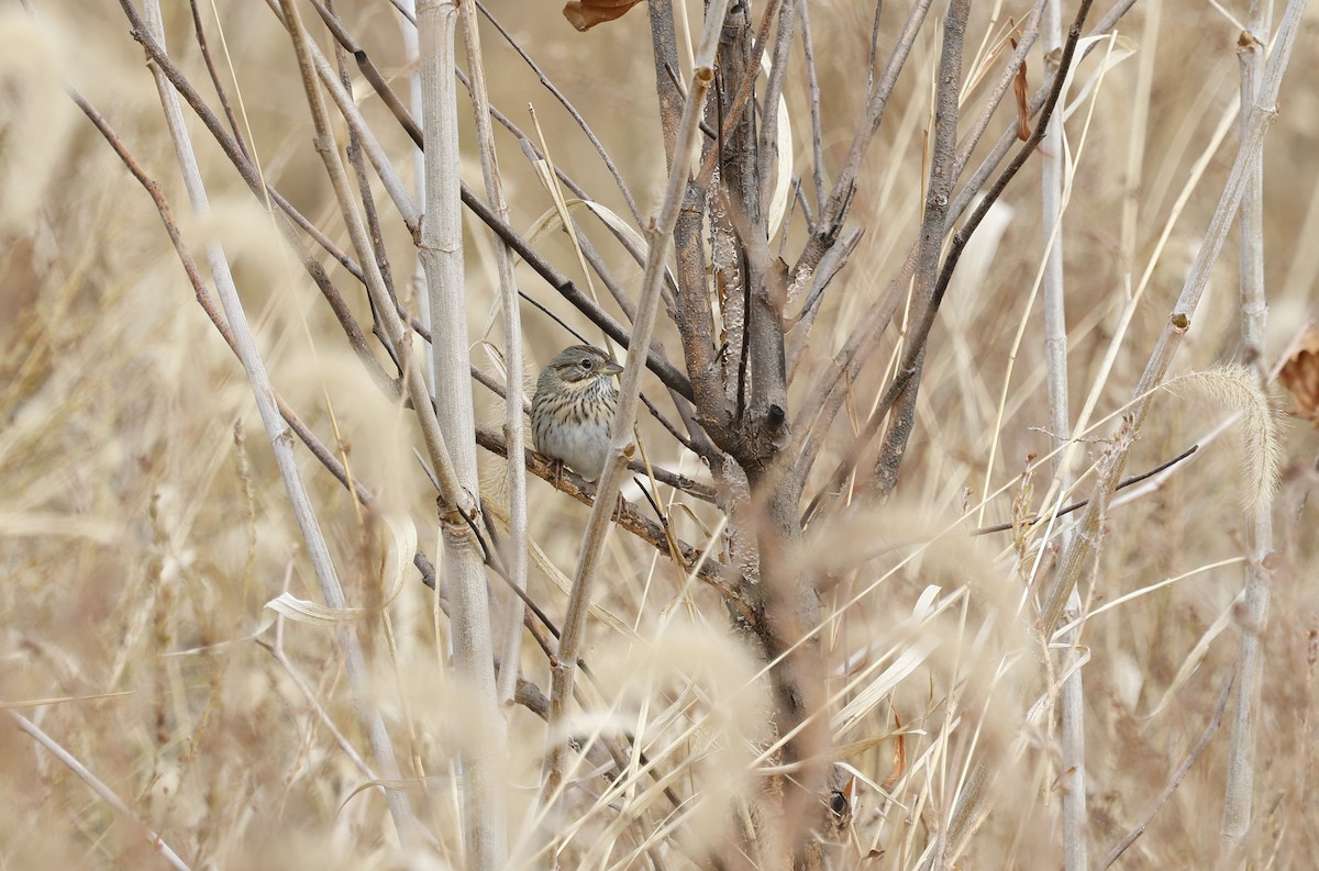 Lincoln's Sparrow - ML646011277