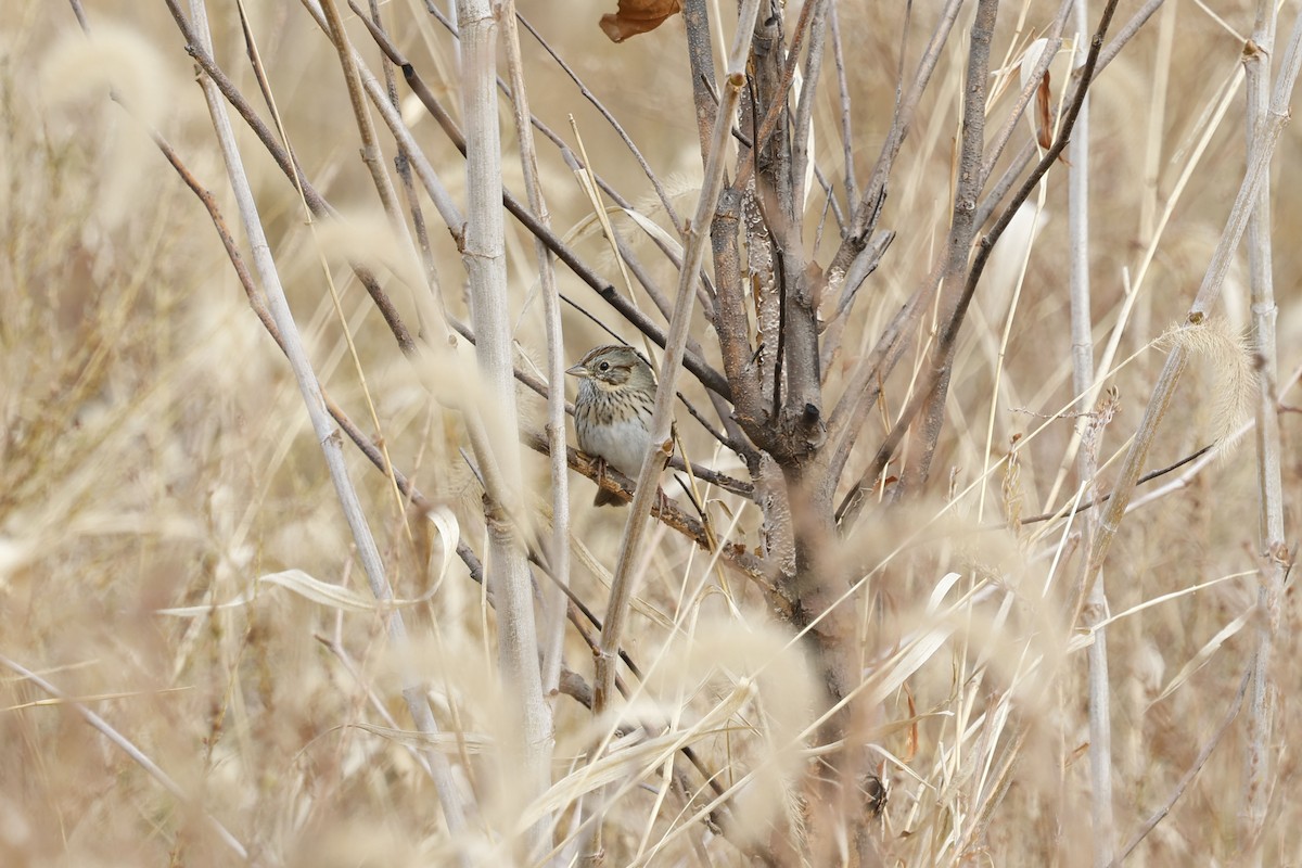 Lincoln's Sparrow - ML646011278