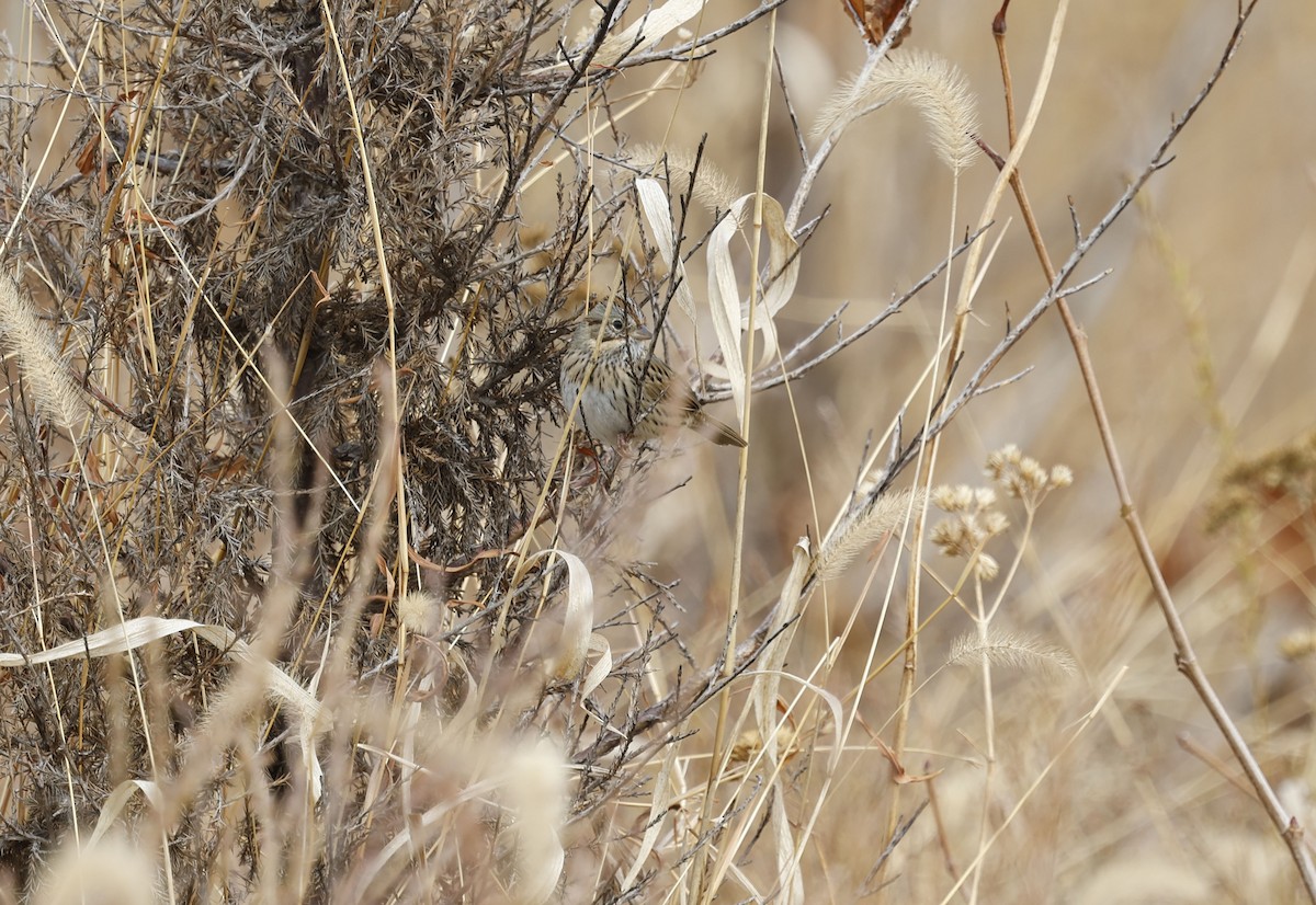 Lincoln's Sparrow - ML646011279