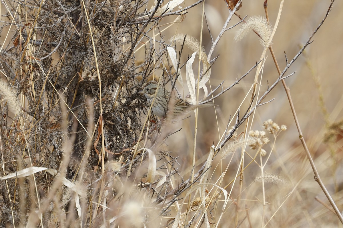 Lincoln's Sparrow - ML646011280