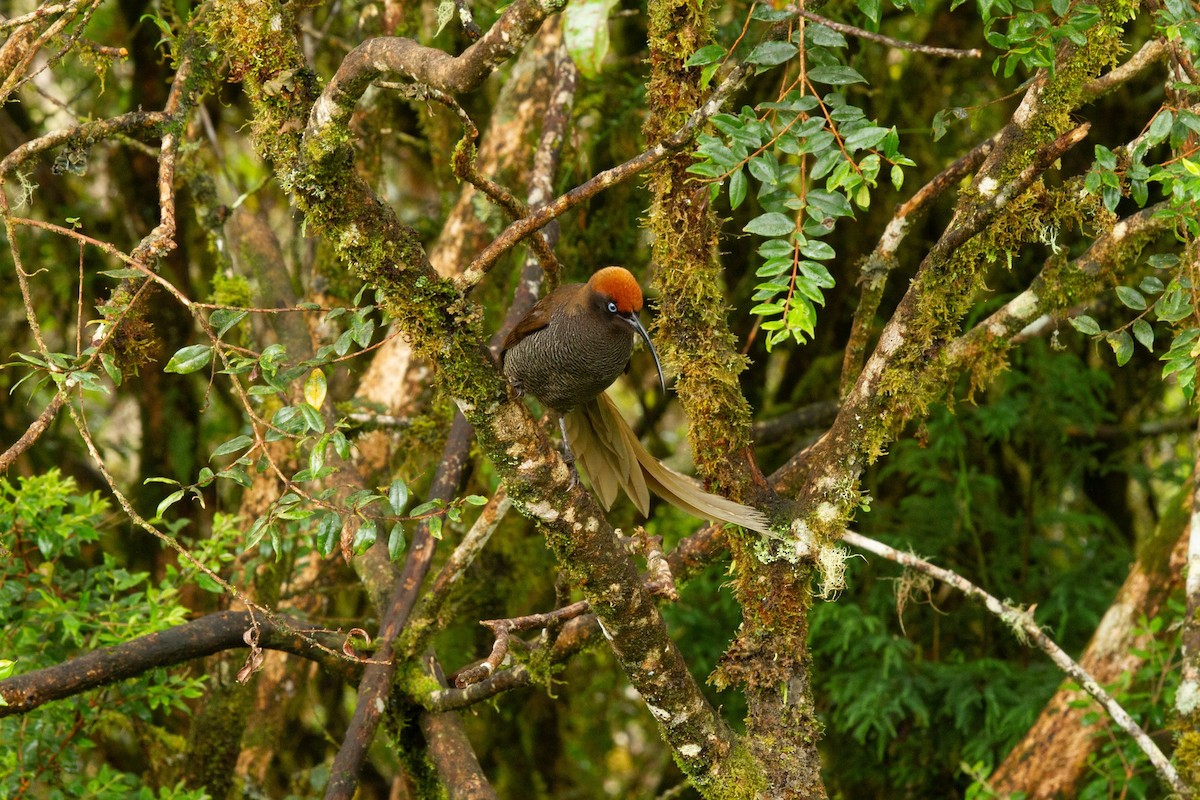 Brown Sicklebill - ML646011281