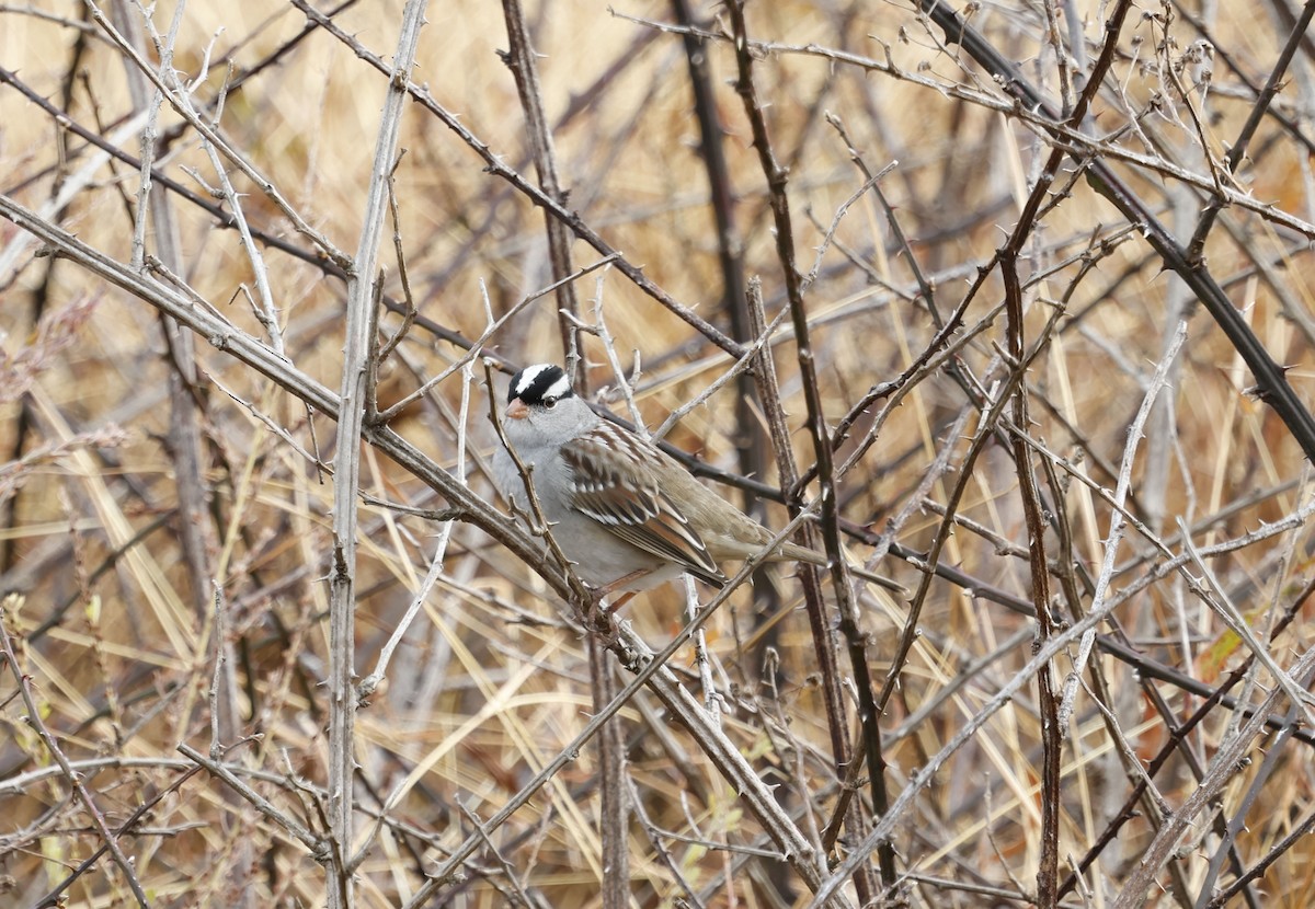 White-crowned Sparrow (Dark-lored) - ML646011282