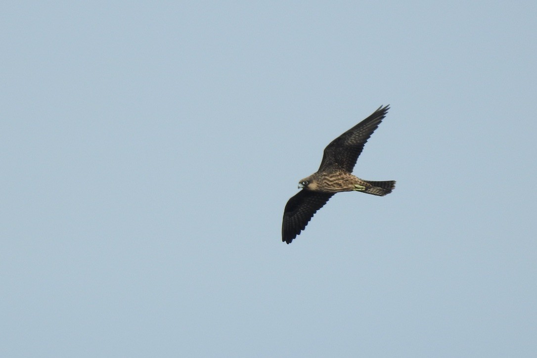 Eleonorenfalke - ML646011283