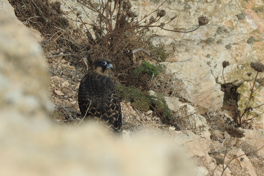 Eleonorenfalke - ML646011284