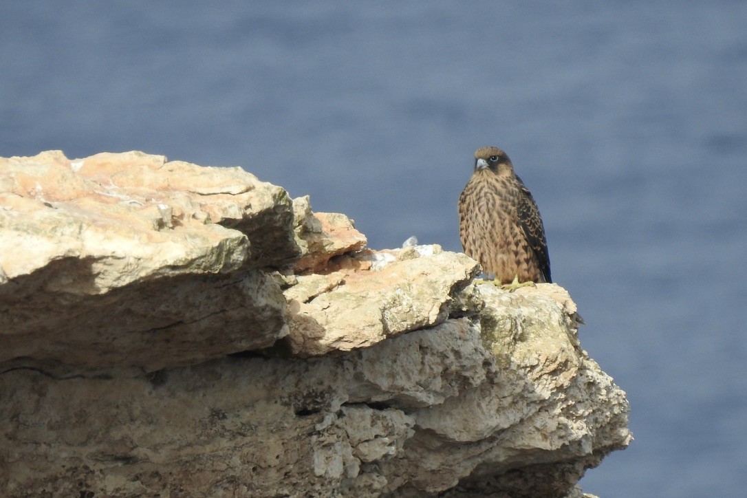 Eleonorenfalke - ML646011286