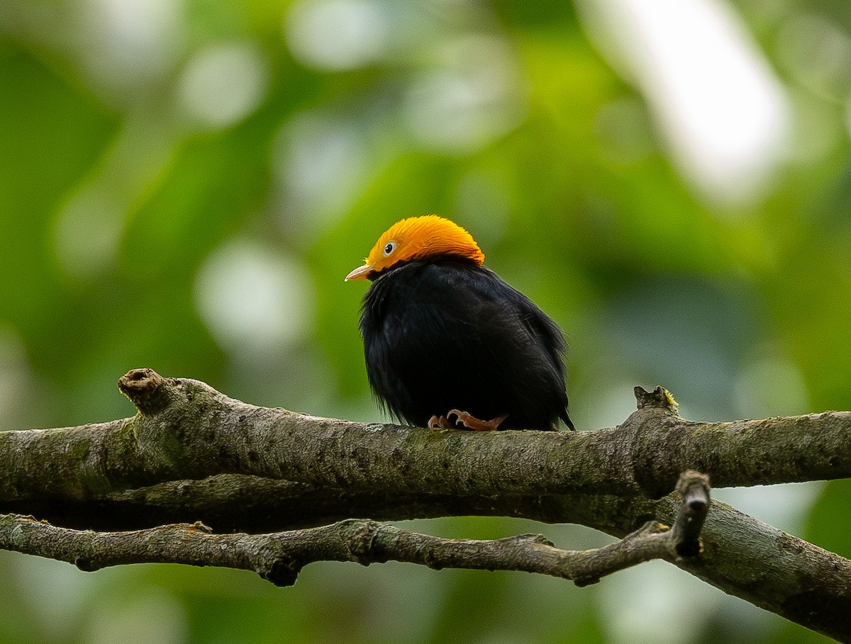 Gelbkopfpipra - ML646011290