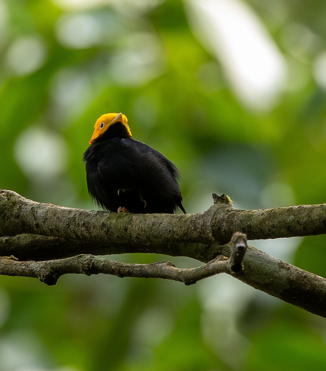 Gelbkopfpipra - ML646011291