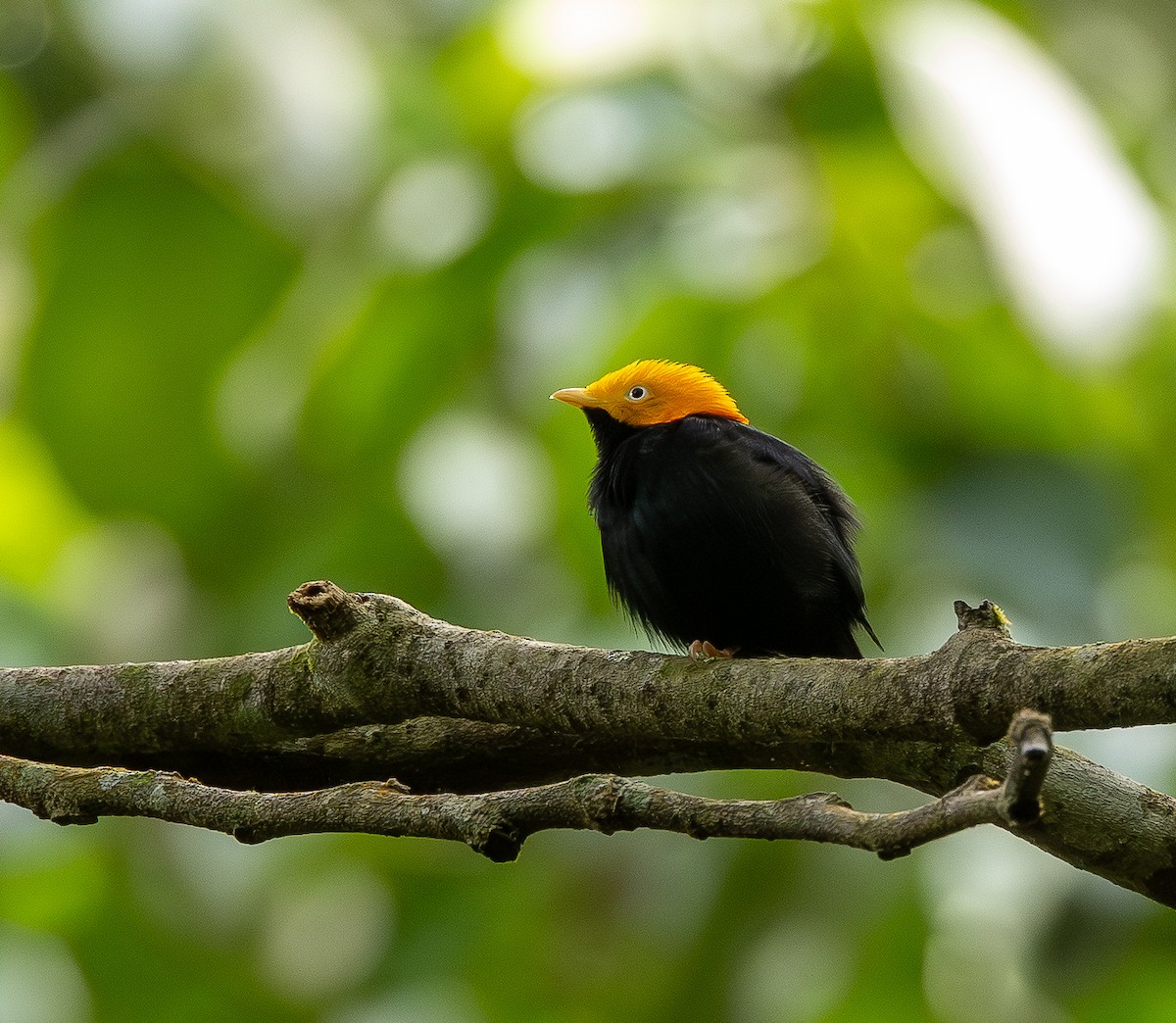 Gelbkopfpipra - ML646011292