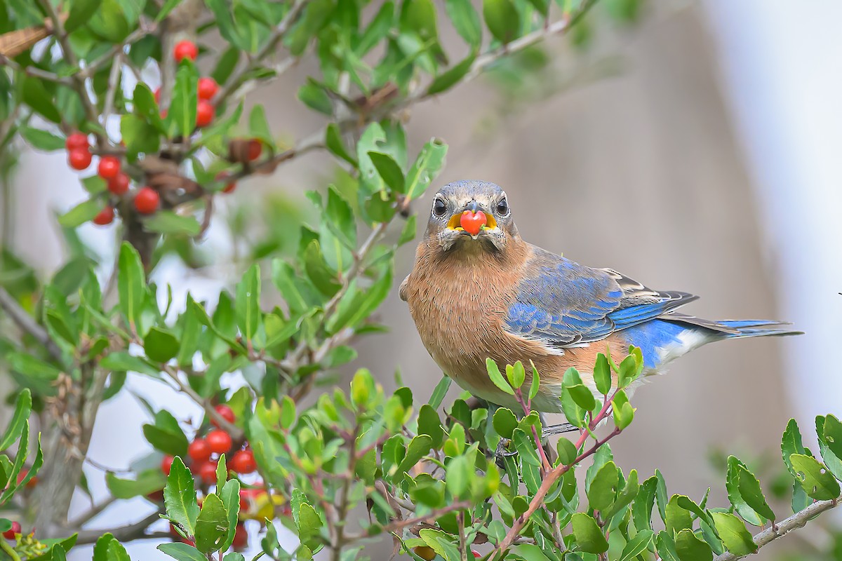 Rotkehl-Hüttensänger - ML646011293