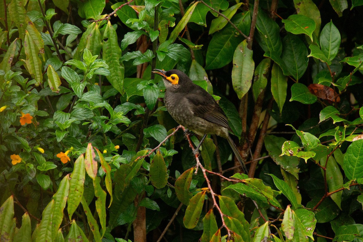 Aschbrust-Honigfresser - ML646011294