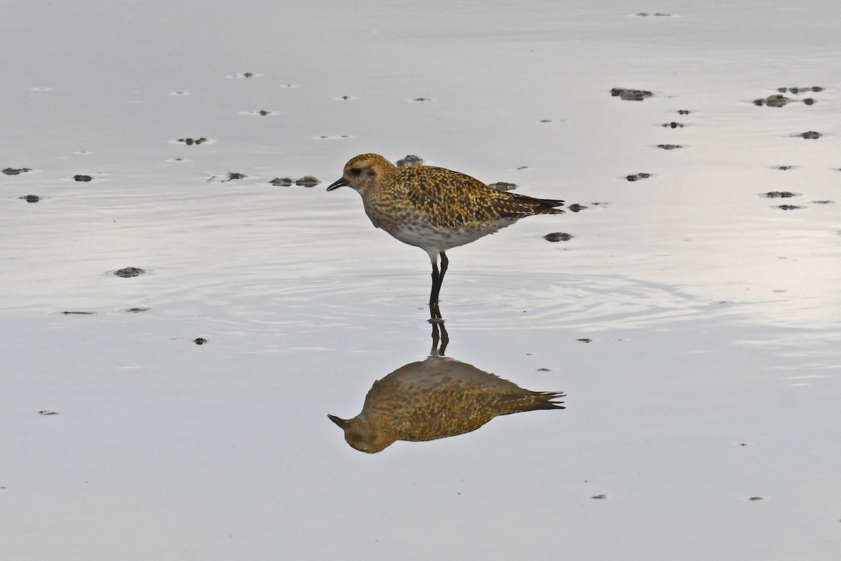 Goldregenpfeifer - ML646011295