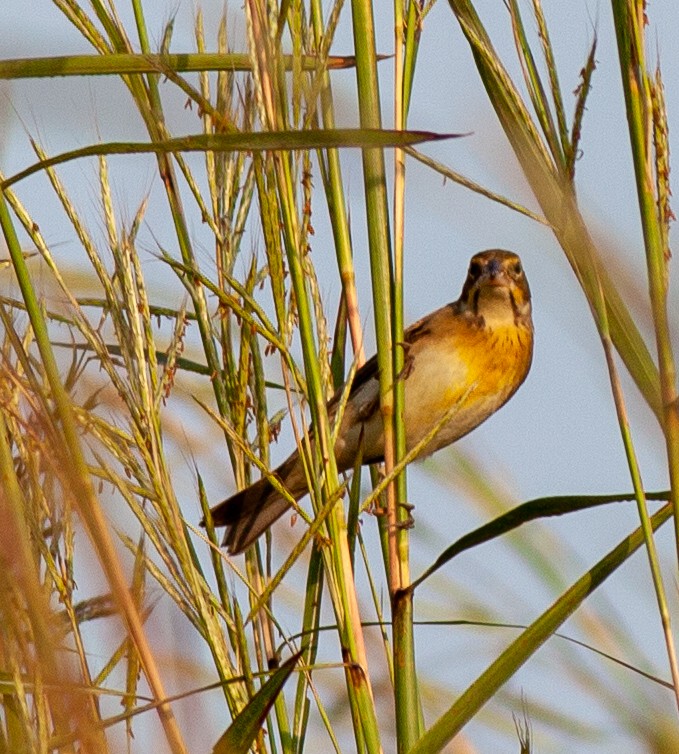 Rotschulterkardinal - ML646011296