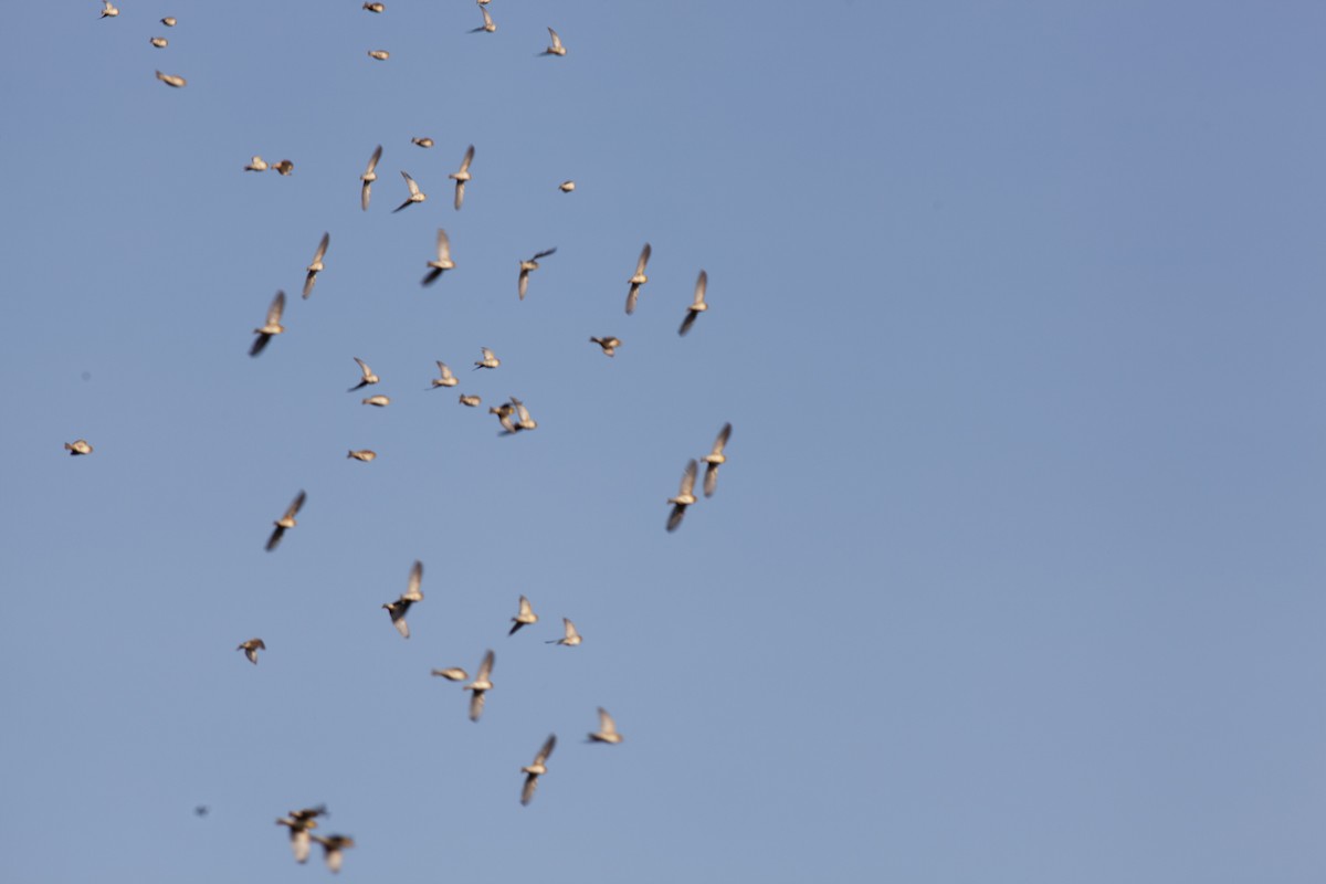 Rotschulterkardinal - ML646011297