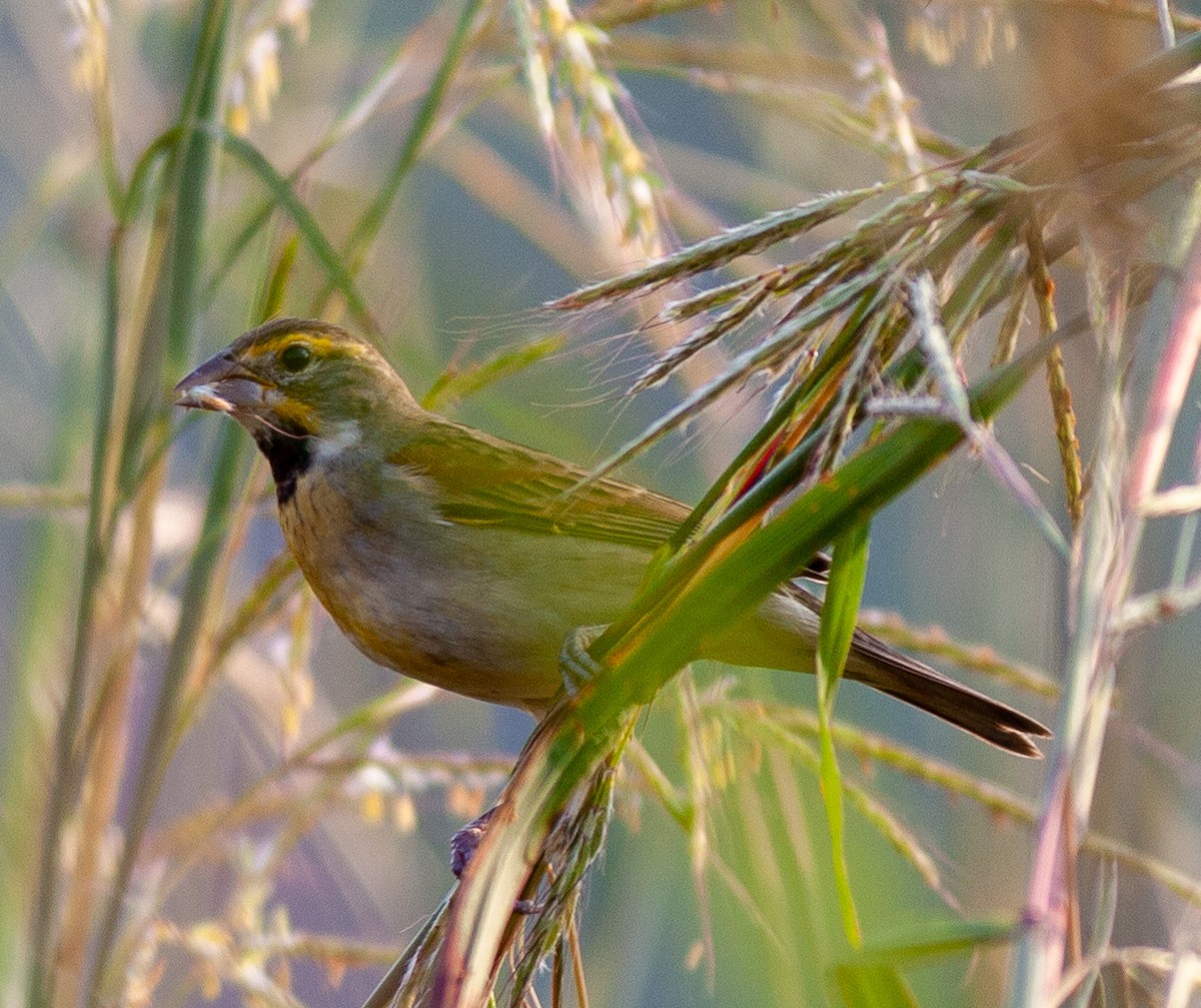 Rotschulterkardinal - ML646011298