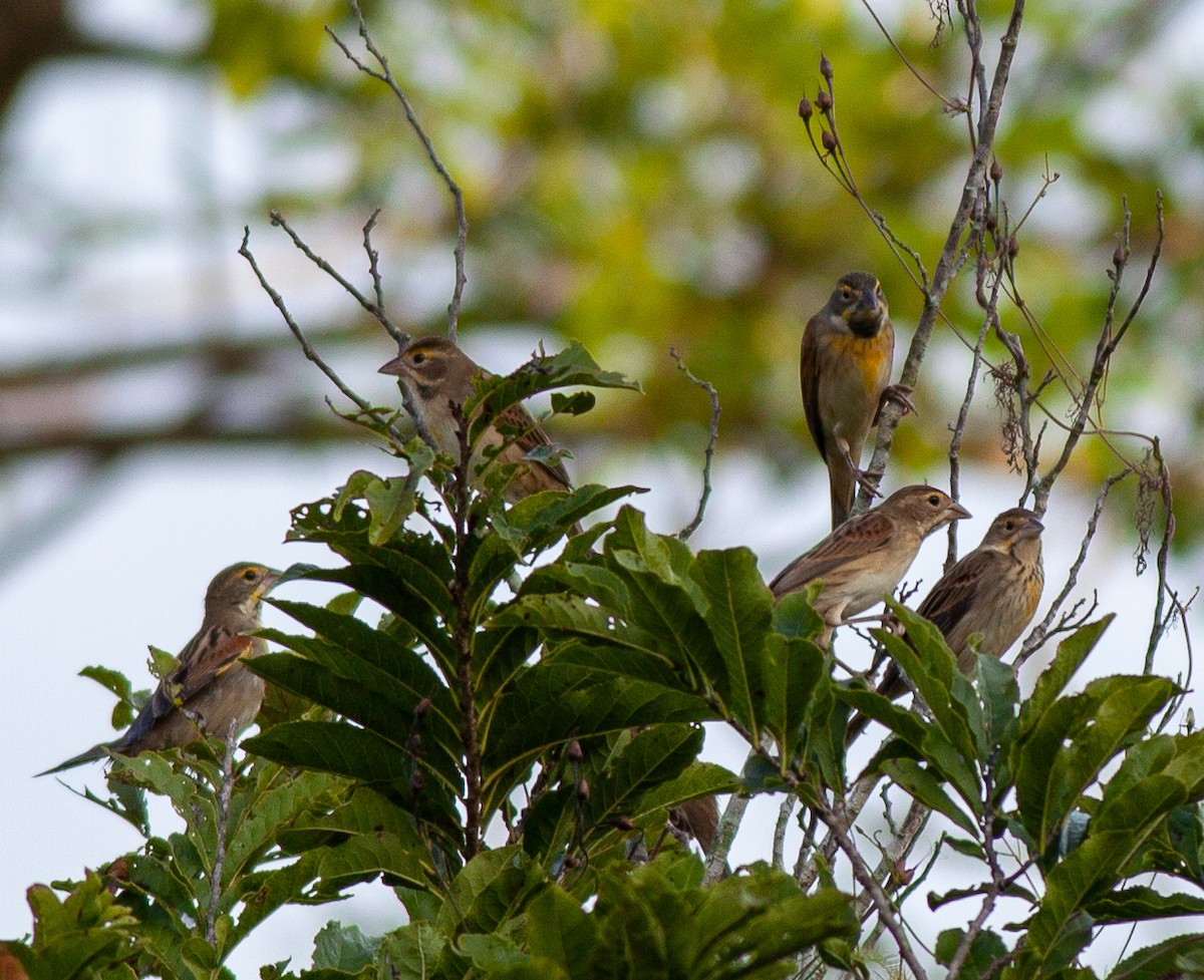 Rotschulterkardinal - ML646011299