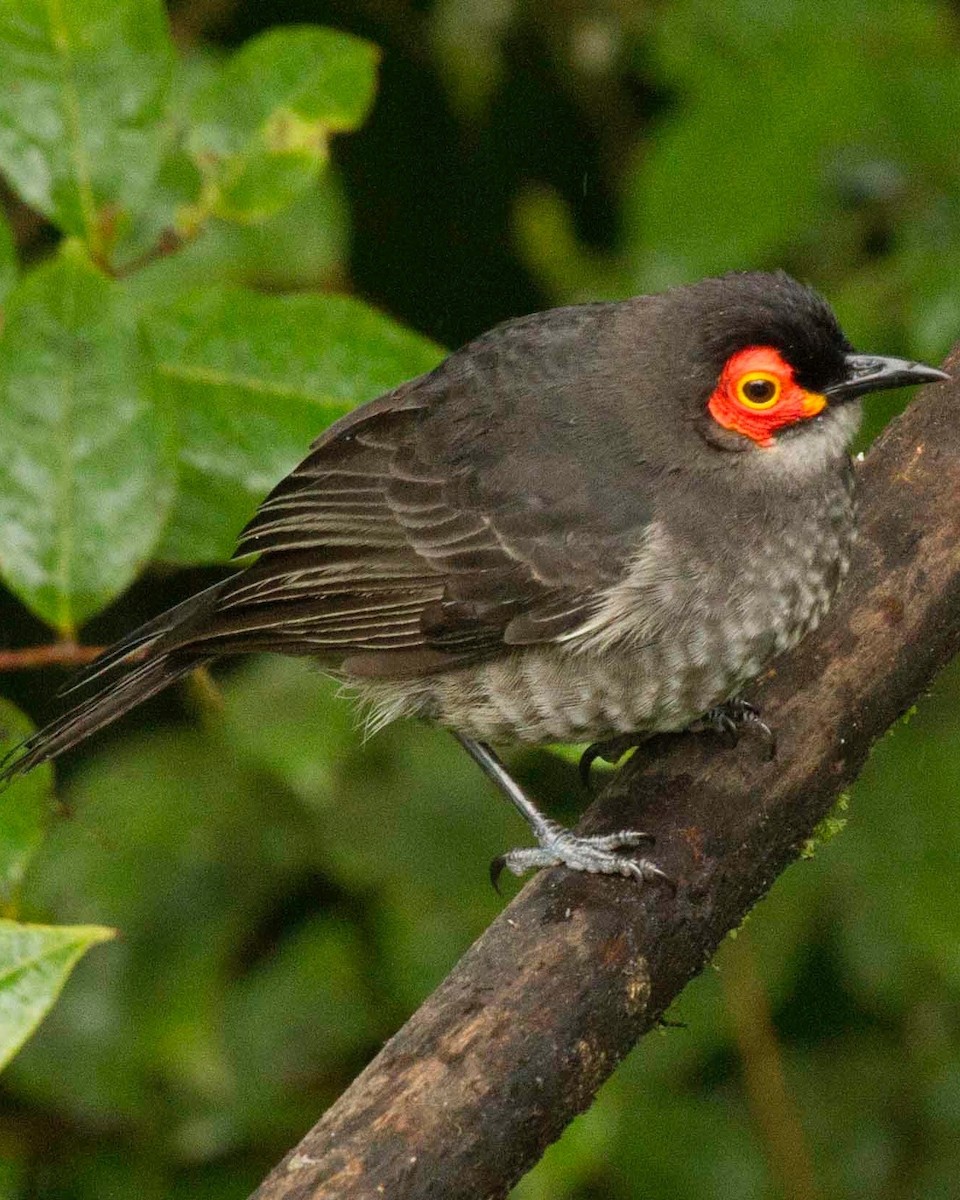 Aschbrust-Honigfresser - ML646011300