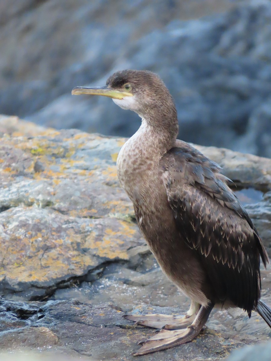 Krähenscharbe - ML646011301