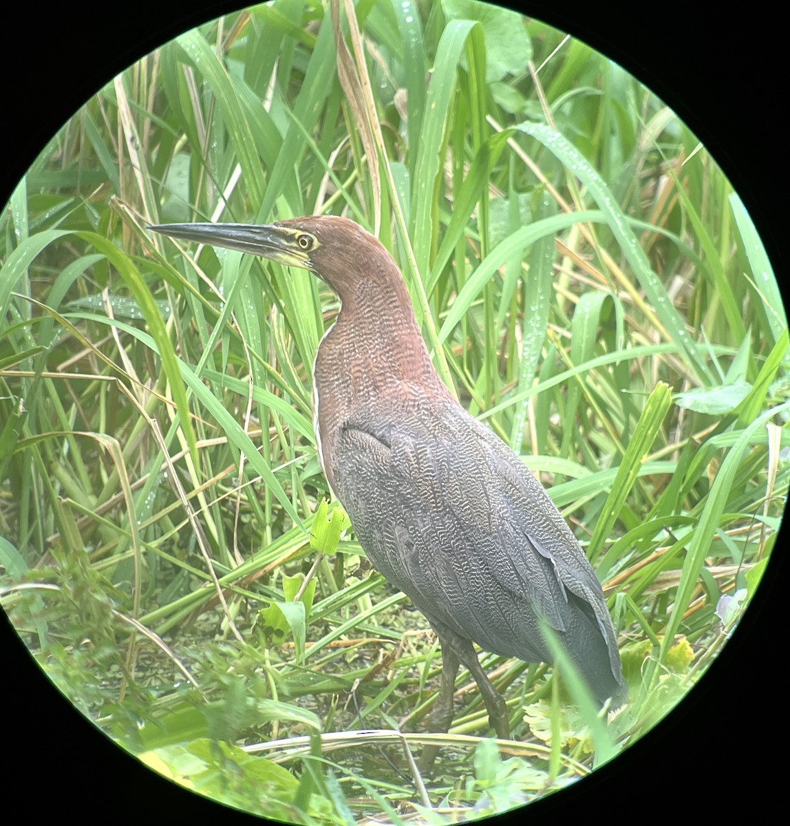 Marmorreiher - ML646011303