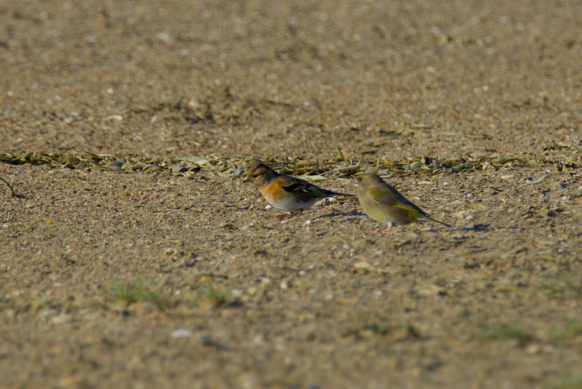 Bergfink - ML646011304