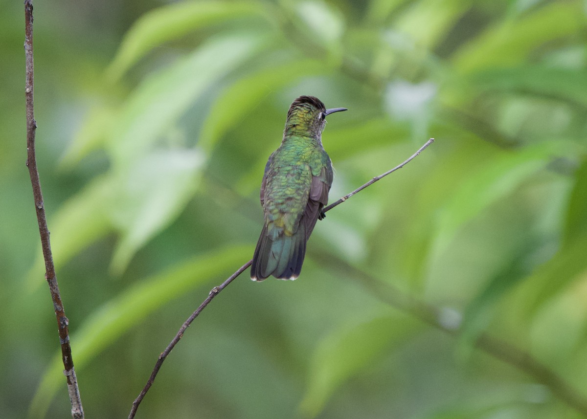 Glitzerkehlamazilie - ML646011306