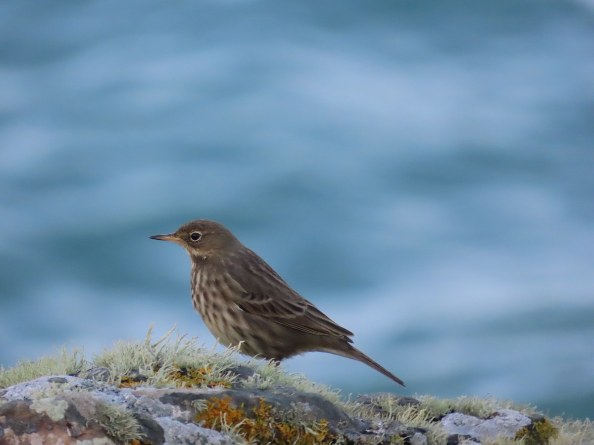 Strandpieper - ML646011307