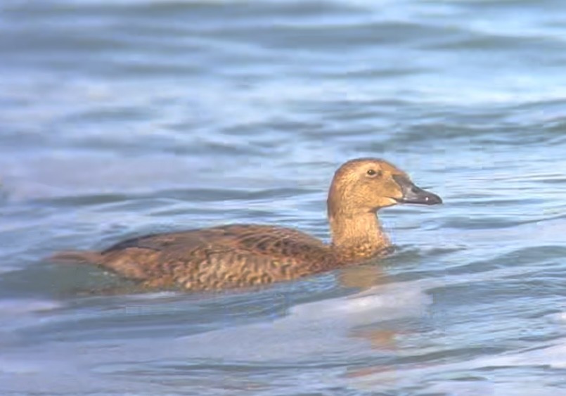 King Eider - ML646011308