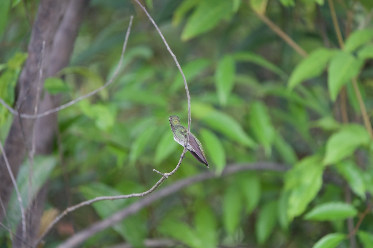 Glitzerkehlamazilie - ML646011309