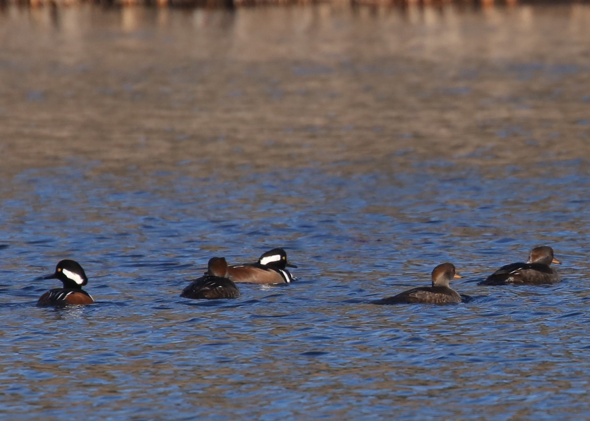 Kappensäger - ML646011310