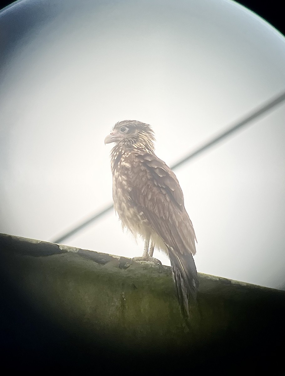 Gelbkopfkarakara - ML646011311