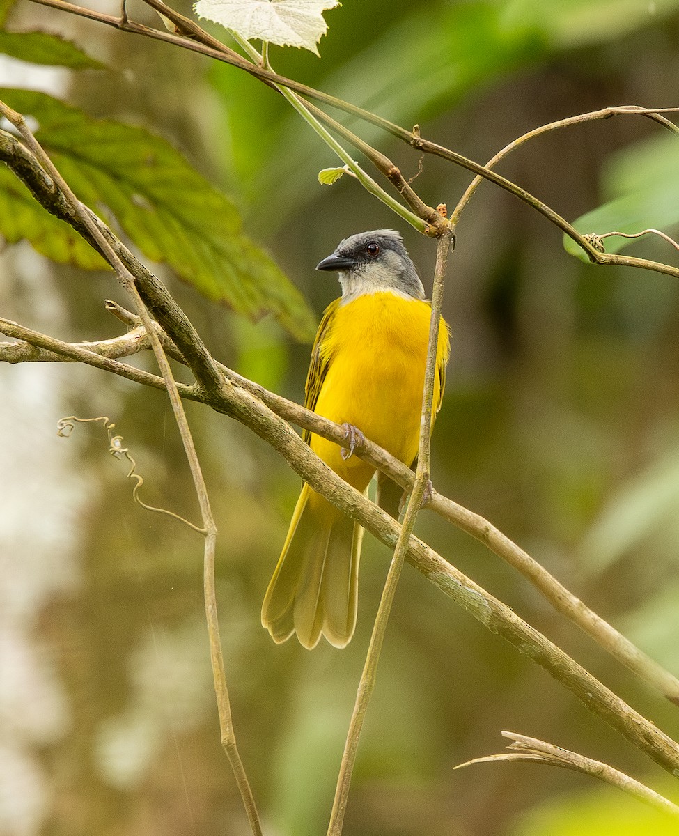 Graukopftangare - ML646011312