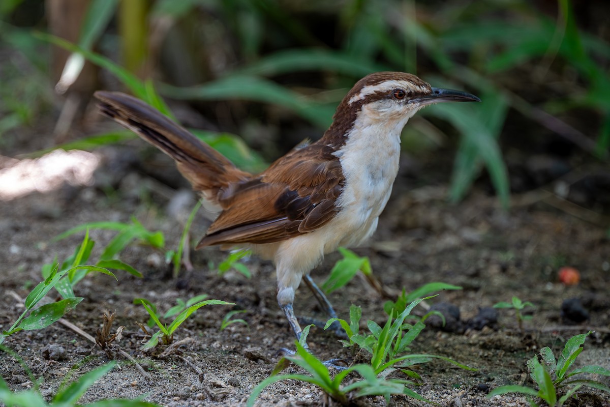 Brauenzaunkönig - ML646011314