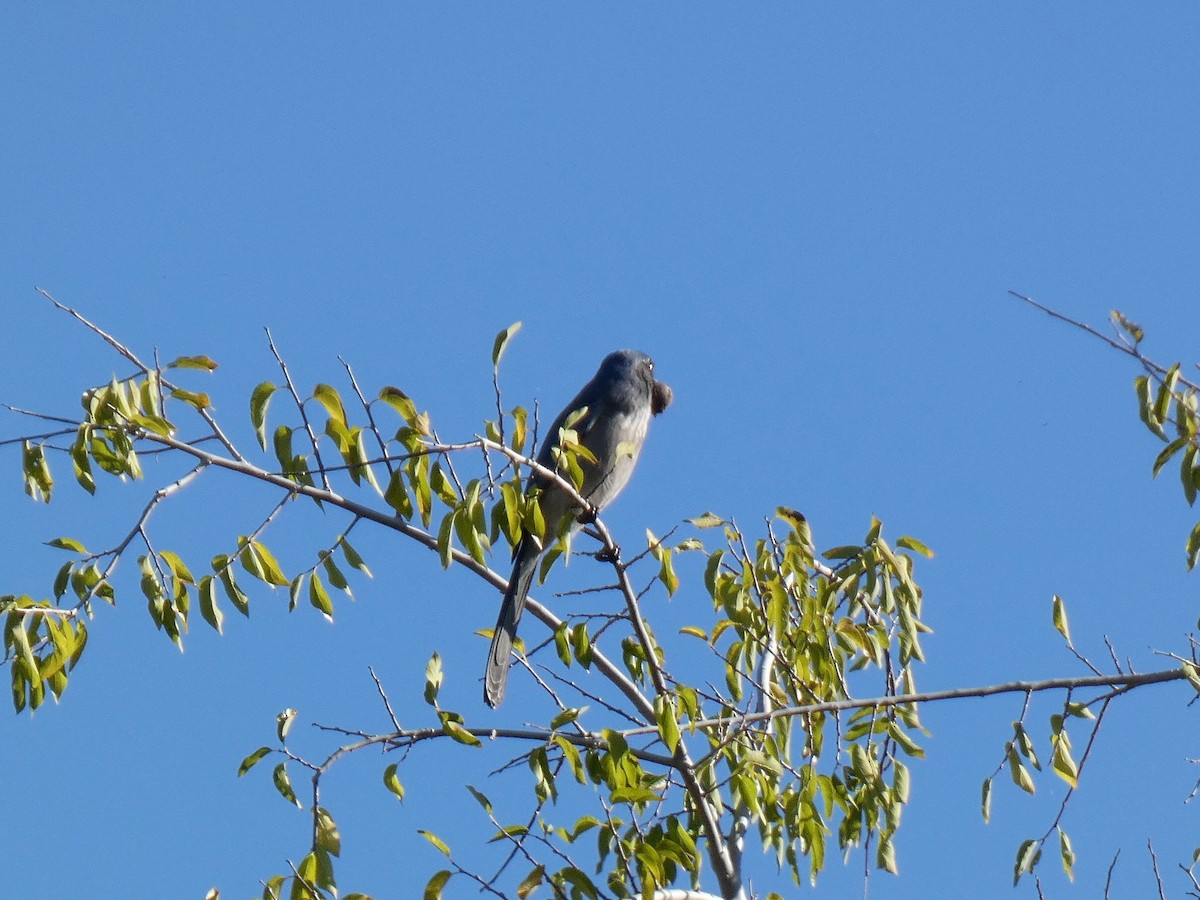 Woodhouse's Scrub-Jay - ML646011315