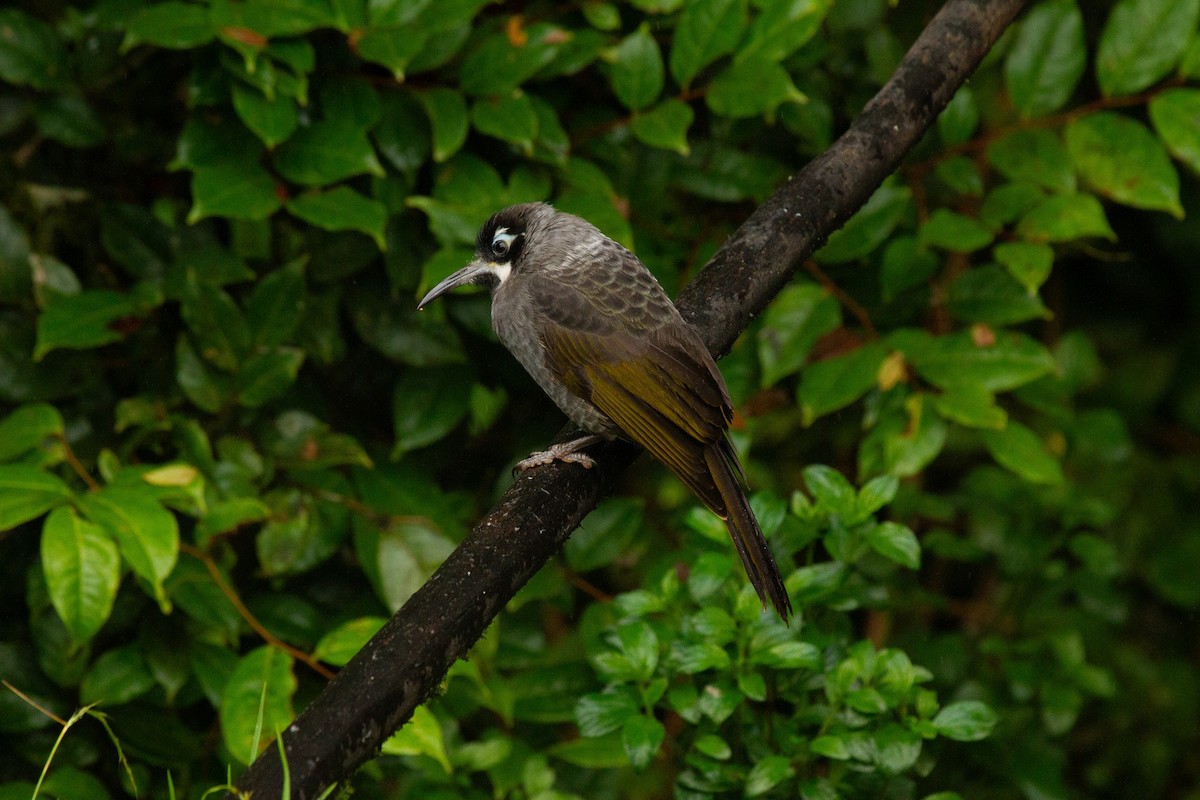 Belfordhonigfresser - ML646011316