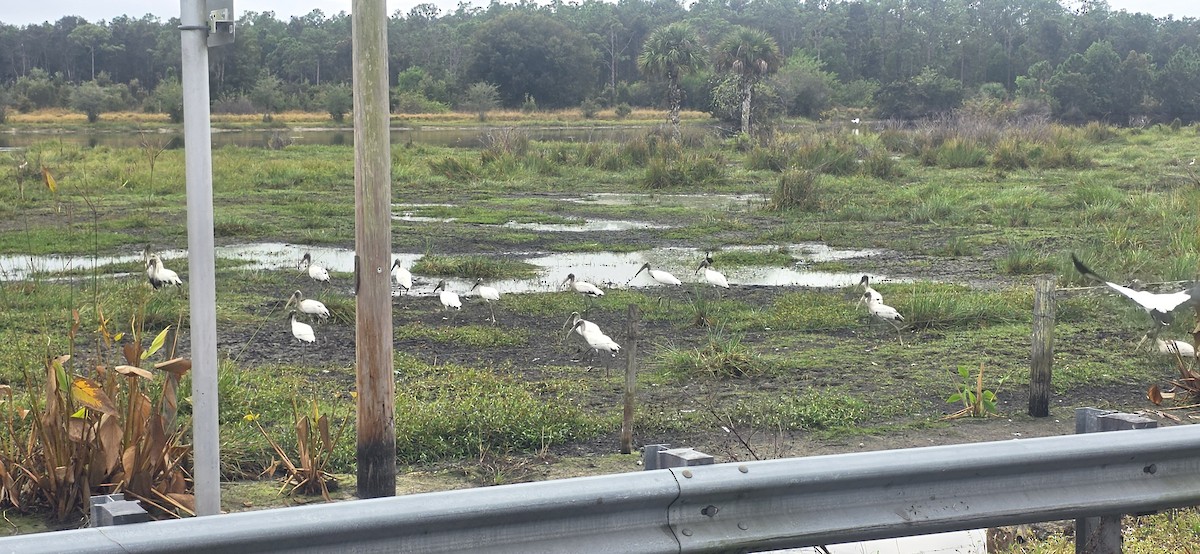 Waldstorch - ML646011317