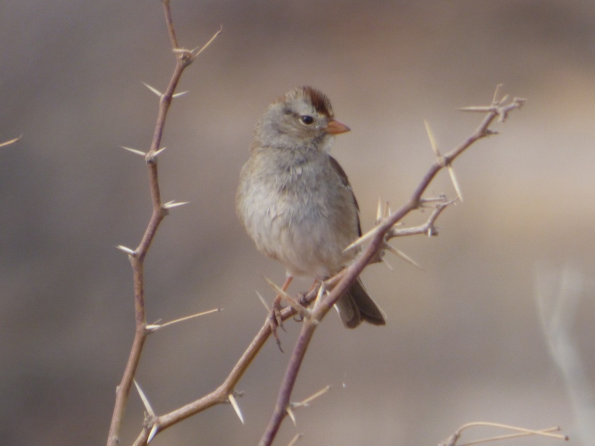 Dachsammer - ML646011318