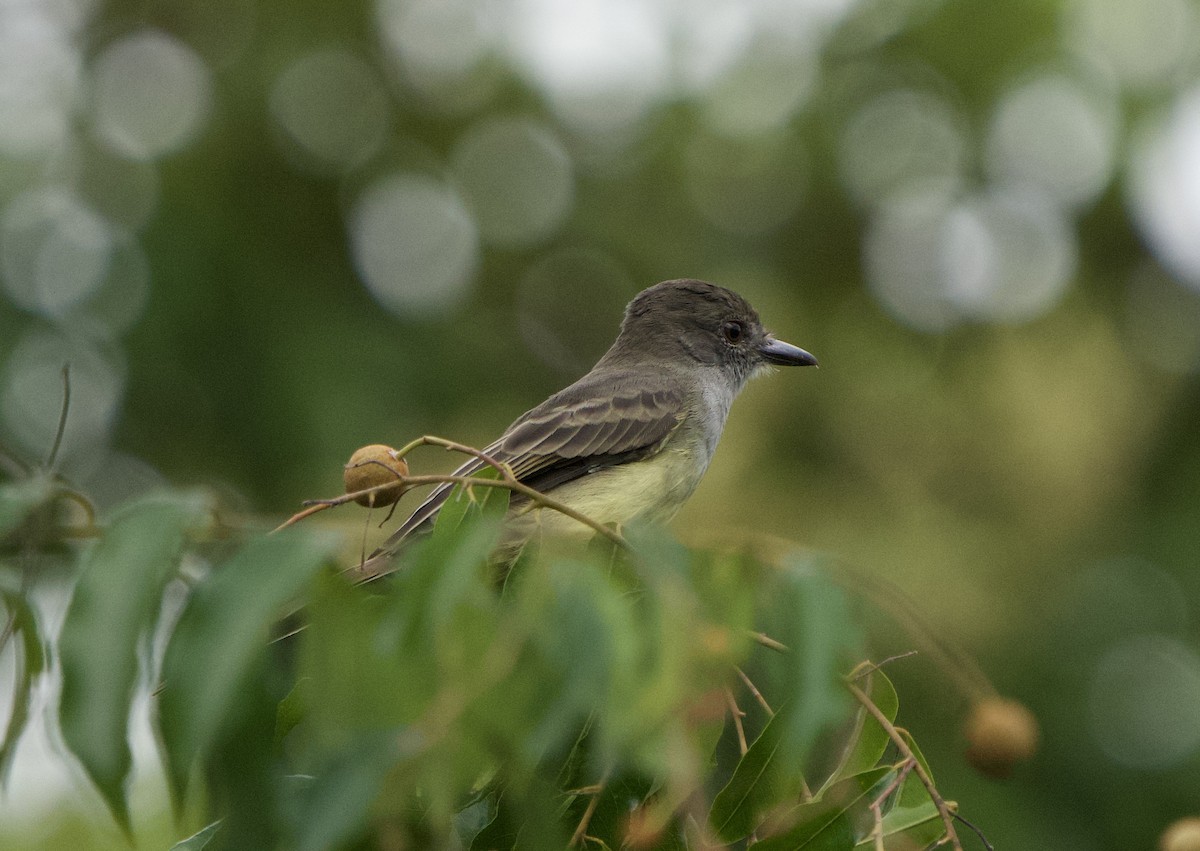 Kurzschopftyrann - ML646011319