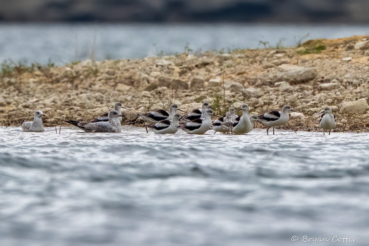 American Avocet - ML646011320