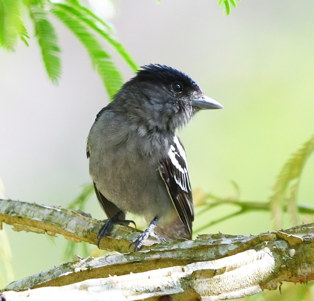 White-winged Becard - ML646011321