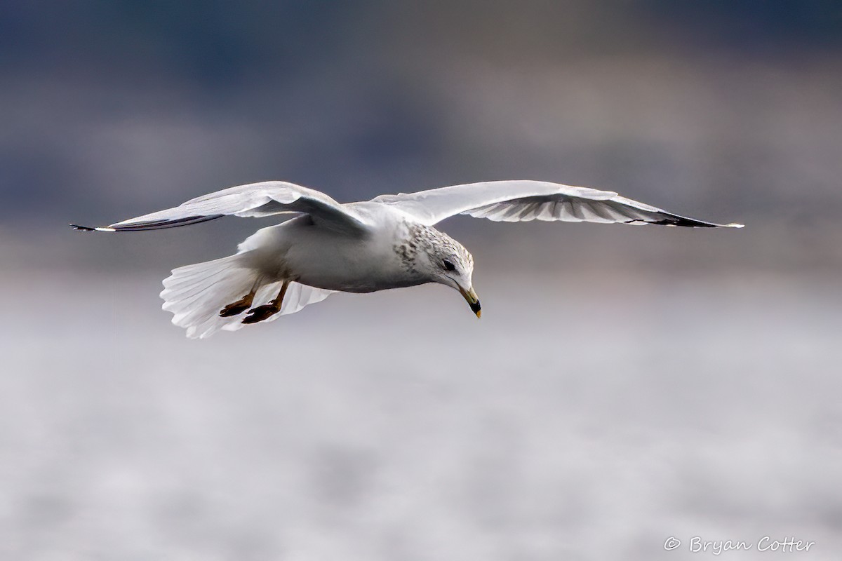 Ring-billed Gull - ML646011323